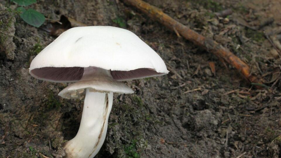 Pečiarka páchnuca
Agaricus xanthodermus