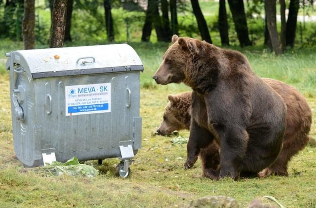 Vo Vysokých Tatrách v obývaných oblastiach vyhlásili mimoriadnu situáciu Vo Vysokých Tatrách sa premnožili medvede. Strach z ľudí nemajú.