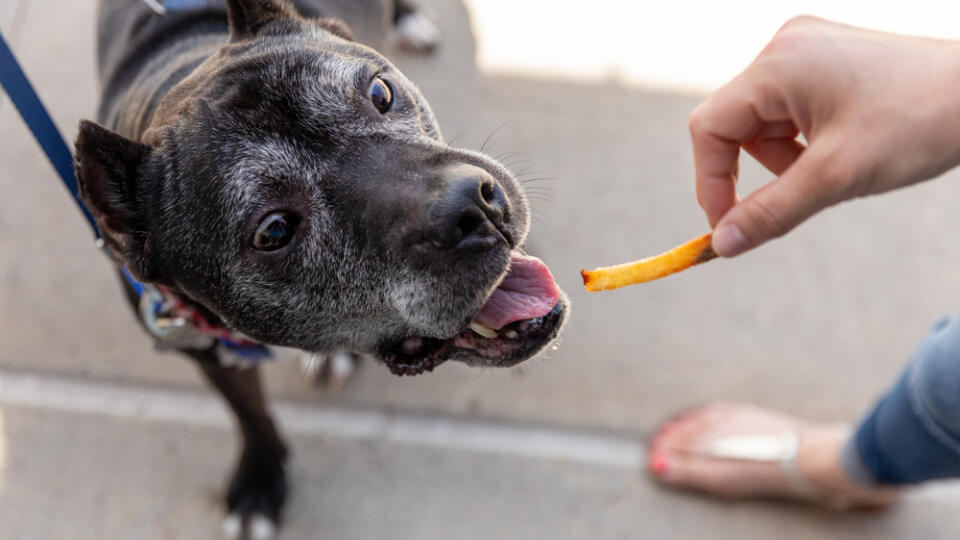 A,Senior,Pit,Bull,About,To,Eat,A,French,Fry