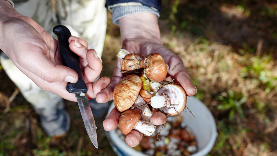 Picking,Wild,Mushrooms,In,Autumn,Forest.,Mushrooming,And,Finding,The