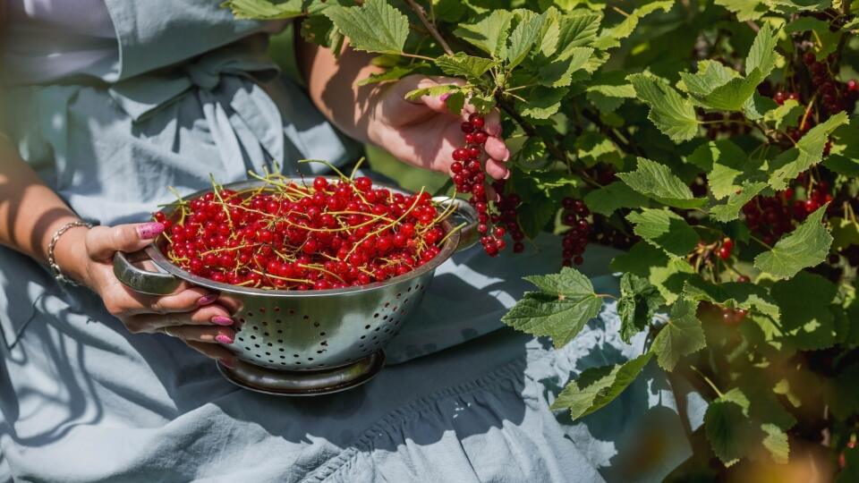 Zatvoreniny sú vhodné na uchovanie drobného bobuľovitého ovocia.