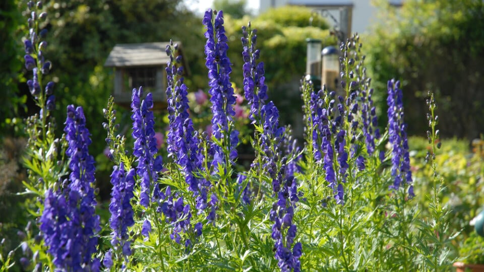 Aconitum,Napellus,,Also,Known,As,Monkshood,Or,Wolf's,Bane,,A