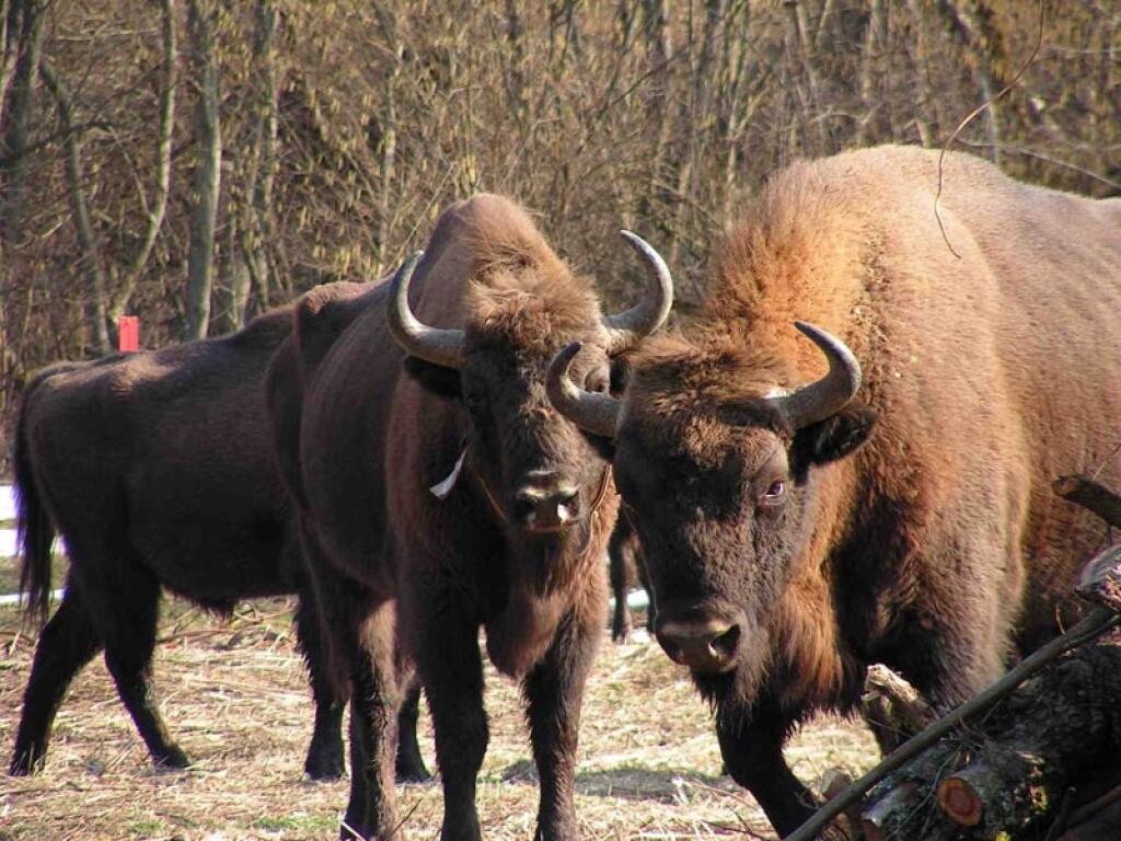 V katastri obce Hostovice v Sninskom okrese našli kadáver samice zubra.