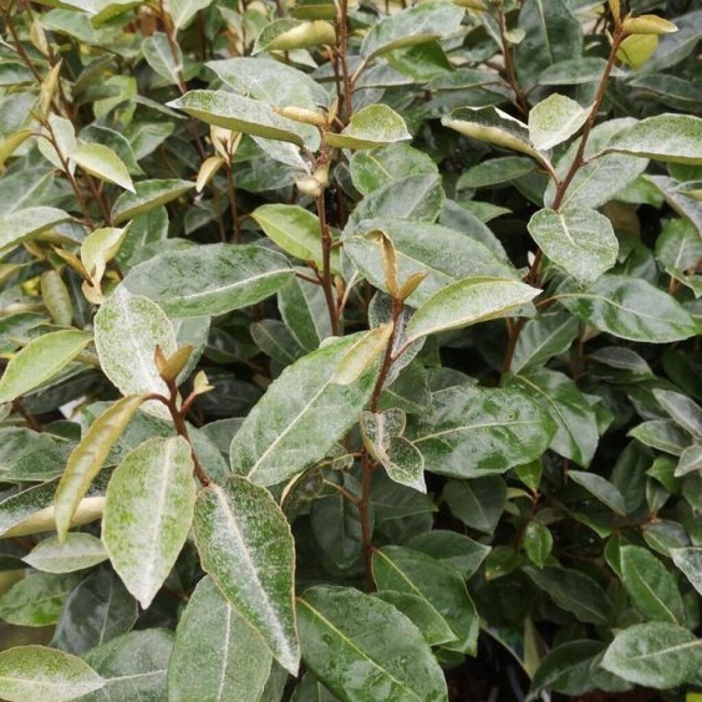 Hlošina okolíkatá (Elaeagnus umbellata)