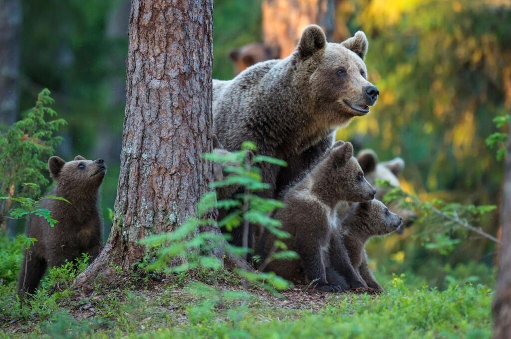 Naším najväčším všežravom je medveď hnedý (Ursus arctos). Dospelý medveď dorastá do dĺžky od 2 do 3 m, chvost meria 5 až 20 cm a dosahuje hmotnosti od 100 až po 350 kg. Medvede hnedé sú silne stavané s typickým svalnatým hrbom v oblasti lopatiek.