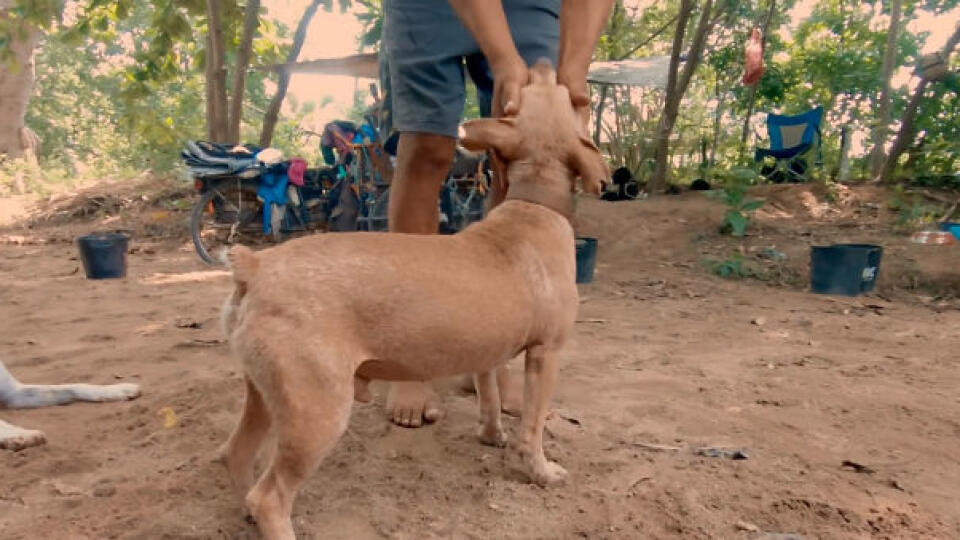Mexičan Edgardo Perros zachraňuje psy, ktoré žijú na ulici. 