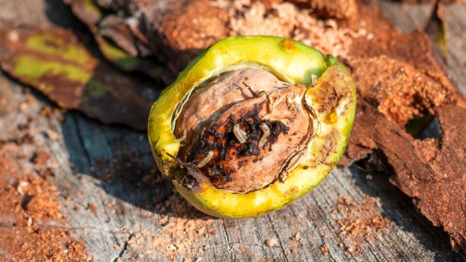 Napadnutý plod postupne sčernie a predčasne opadne. Larva vrtivky sa k jadru cez škrupinu síce nedostane, hnilobná infekcia však áno.