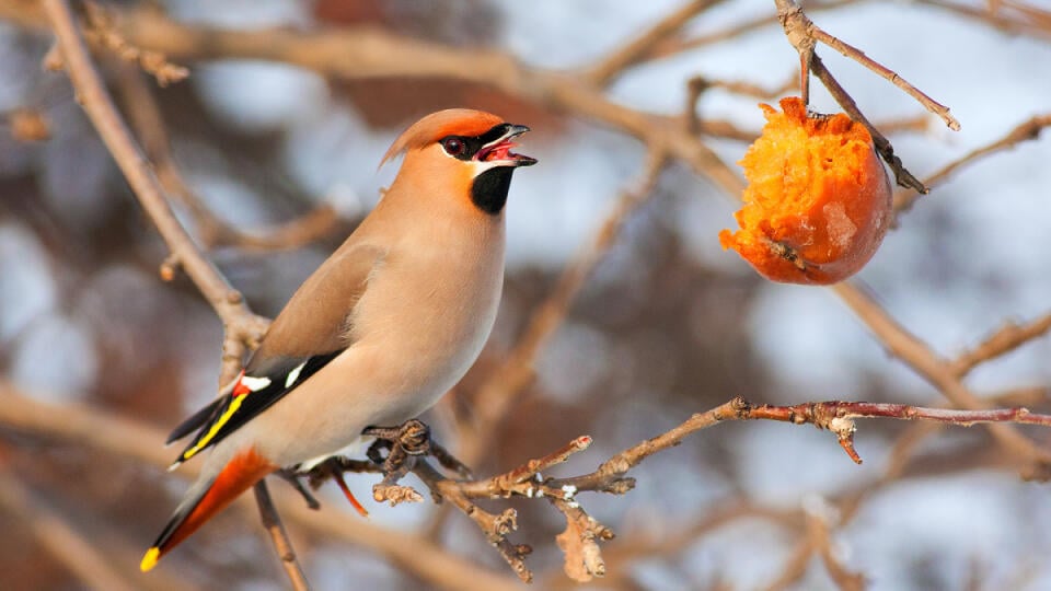 Chochláč severský – Bombycilla garrulus