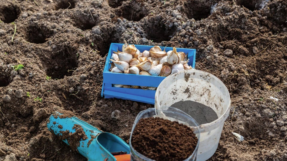 Nedodržanie osevného postupu, nekvalitná sadba, ale aj pôda, ktorá cesnaku jednoducho nevyhovuje, to všetko sú príčiny výskytu chorôb.