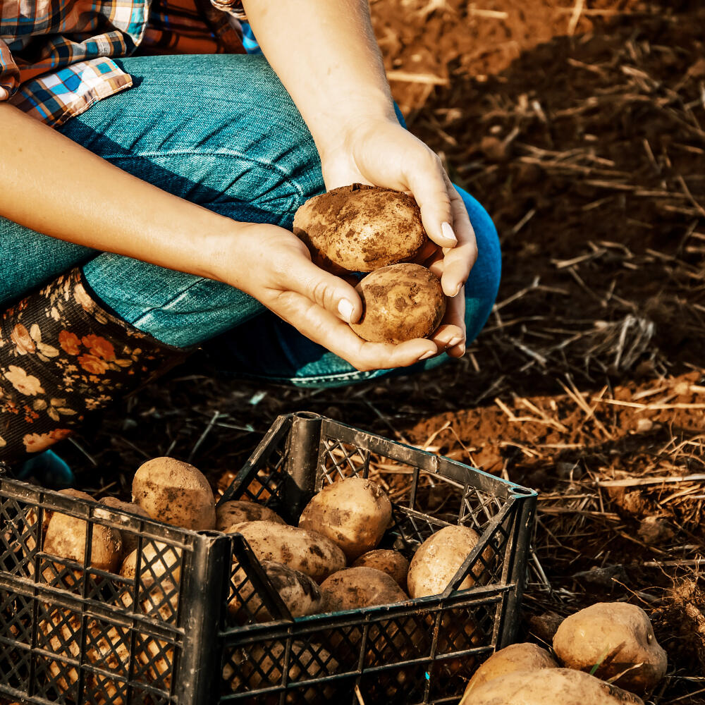 A,Farmer,Woman,In,Jeans,And,A,Shirt,Digs,Potatoes