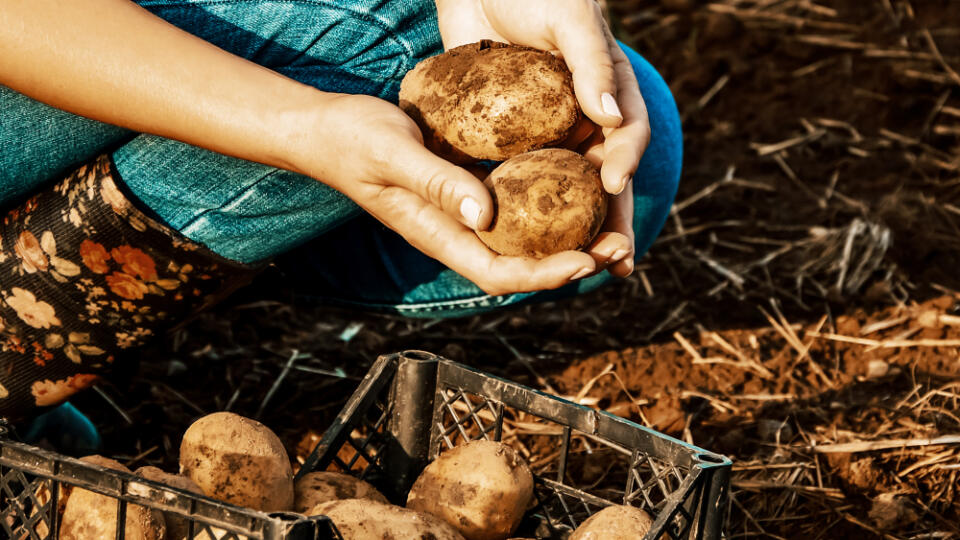 A,Farmer,Woman,In,Jeans,And,A,Shirt,Digs,Potatoes