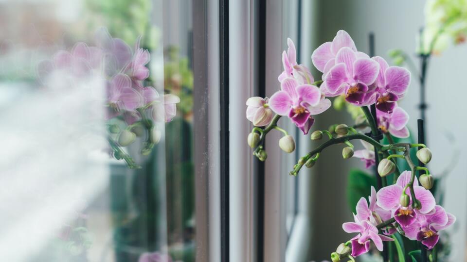 Lišajovec (Phalaenopsis) je azda najrozšírenejšia orchidea pestovaná v našich končinách.