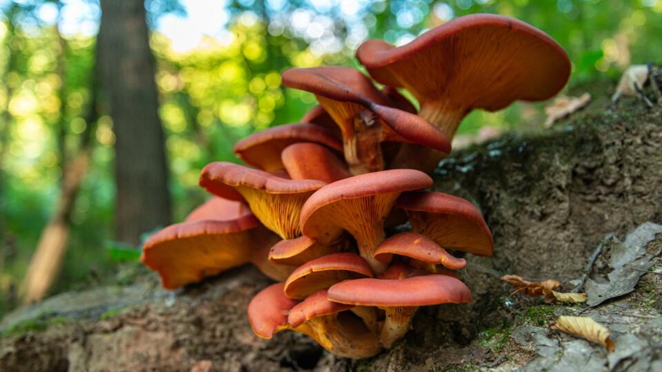 Kališník hnedooranžový (Omphalotus olearius) je jedovatá huba