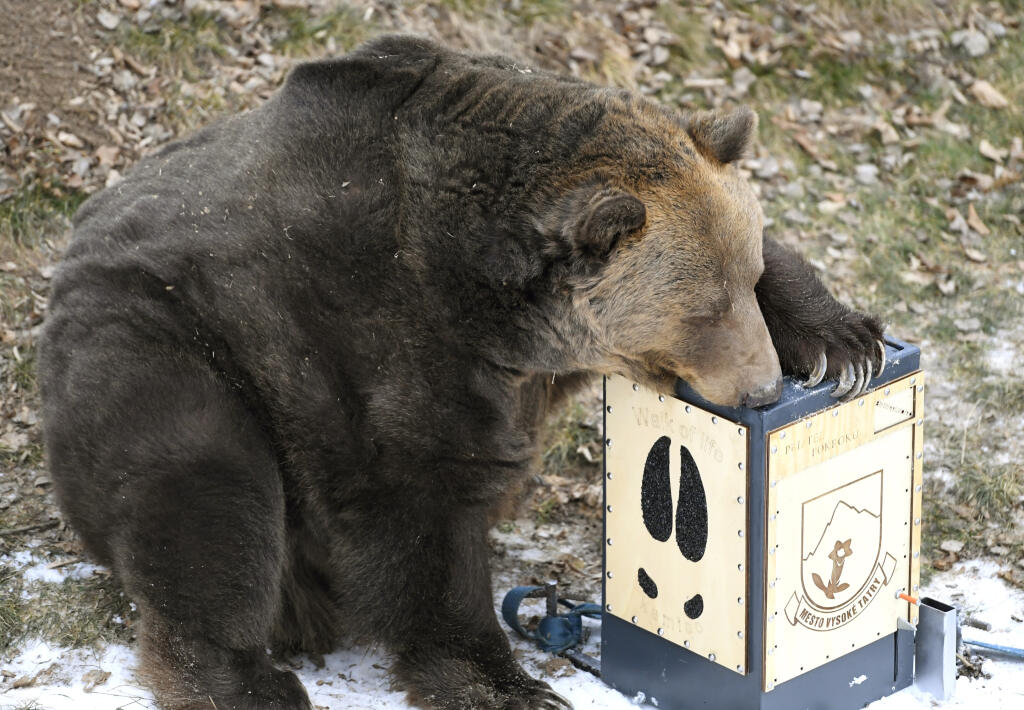 Na snímke medveď hnedý Žabo testuje odpadkové koše odolné voči medveďom v košickej zoo 25. januára 2022. Koše boli umiestnené vo výbehu pre medveďa hnedého s potravou vo vnútri. V priebehu asi hodiny sa medveďovi nepodarilo koše otvoriť. FOTO TASR – František Iván