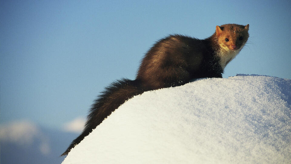 Kuna skalná (Martes foina)
