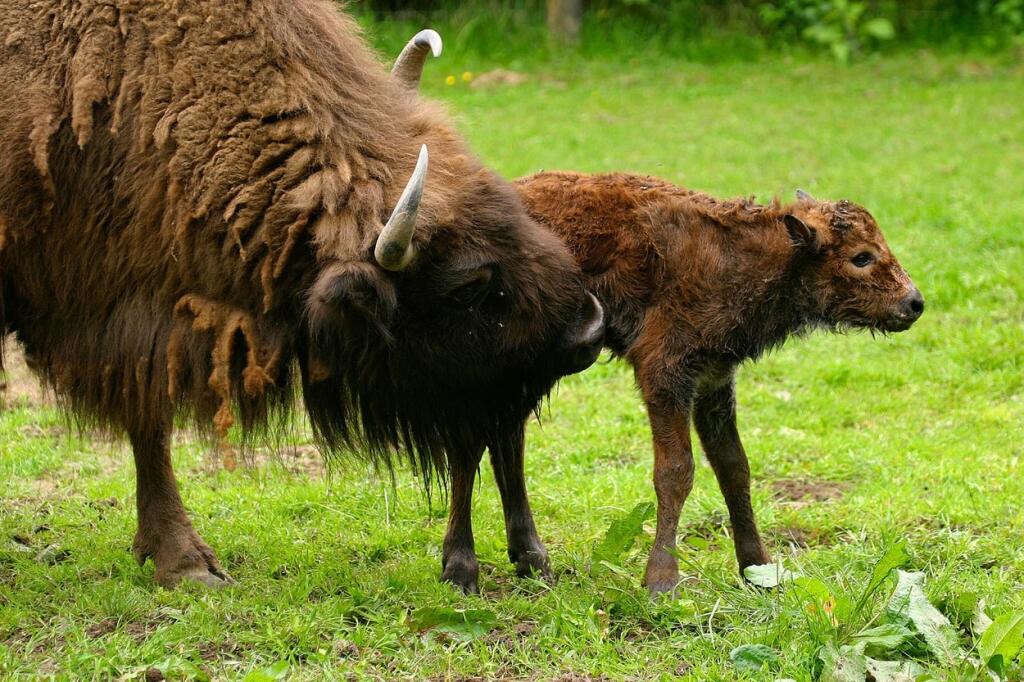 Zubor lesný (Bison Bonasus). Tento nežný obor je najväčší voľne žijúci živočích na území Slovenska. Vzhľad zubra vo voľnej prírode pri stretnutí zoči-voči robí na pozorovateľa ohromný dojem. Toto zviera imponuje mohutnosťou a výrazom sily svojej postavy. Dospelé býky vážia od 530 do 920 kilogramov, samice sú menšie. Zubry sú zvieratá spoločenské. Žijú vo väčších či menších stádach – od 6 do 20 jedincov. Stádo vedie skúsená, spravidla najstaršia zubrica. Býky väčšiu časť roka žijú samotne, alebo