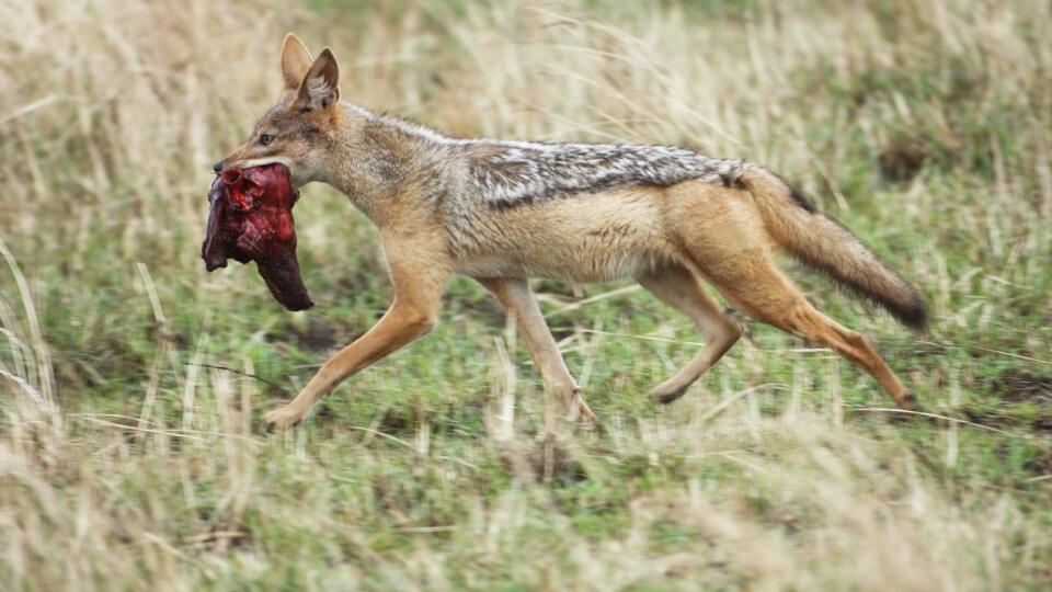 Black-backed jackal