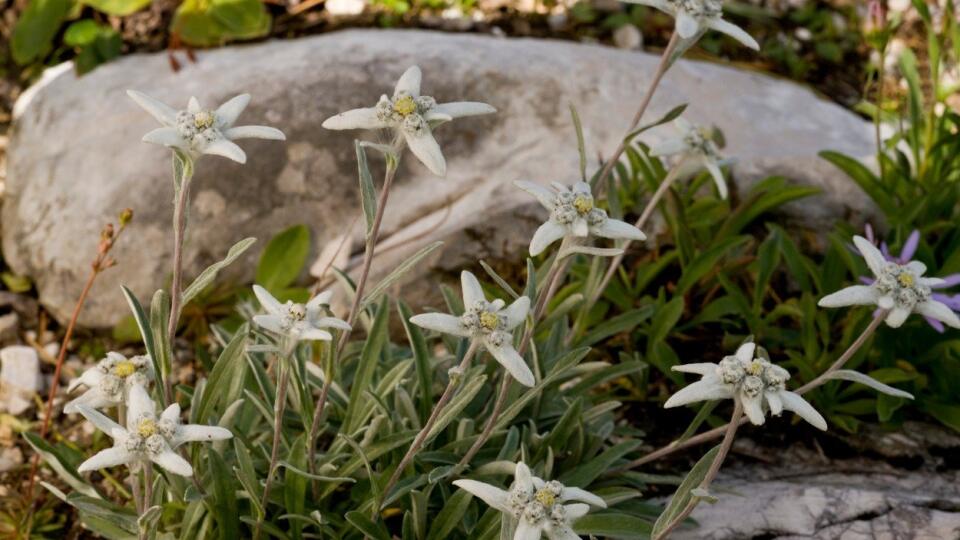 Plesnivec alpínsky (Leontopodium alpinum)