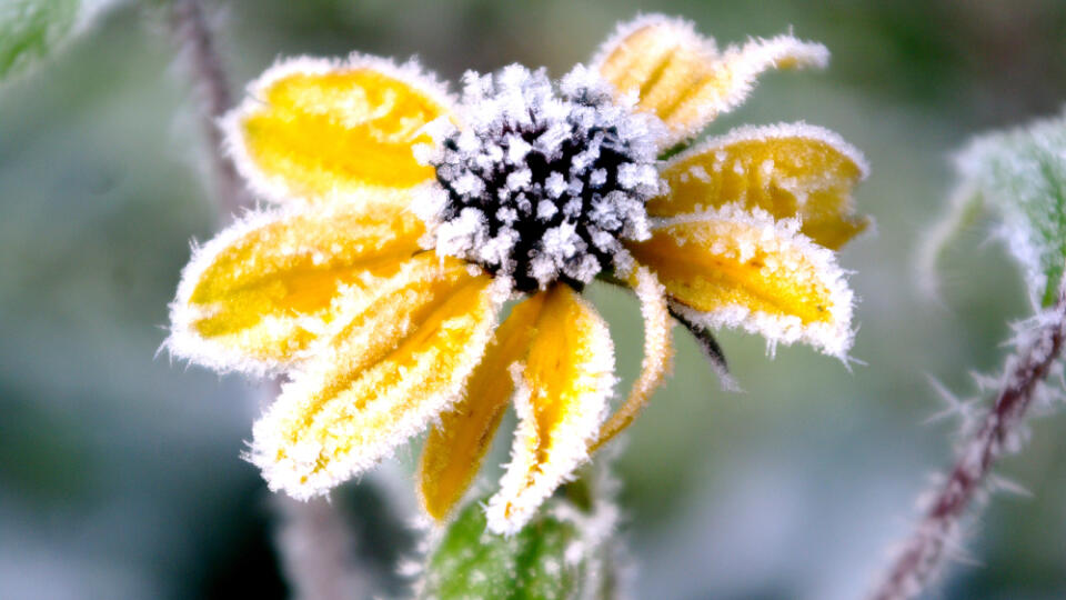 Rudbeke