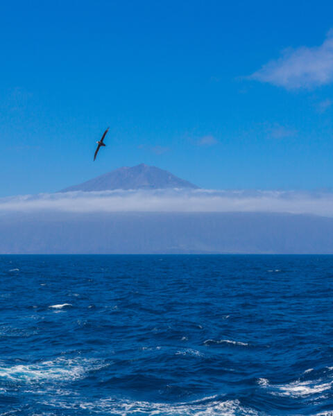 Najodľahlejší ostrov sveta: Tristan da Cunha je priam mýtickým miestom (KVÍZ)