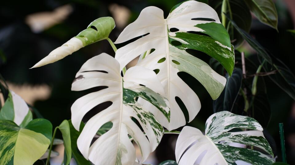 Monstera albo variegata