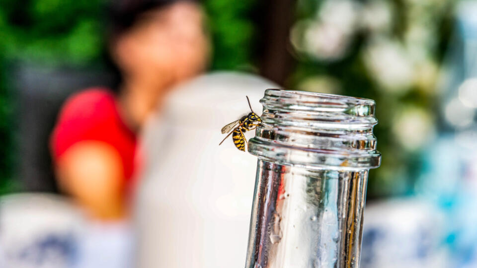 Close,Up,Of,Wasp,On,Empty,Bottle.,Drinking,Theme.,Insect