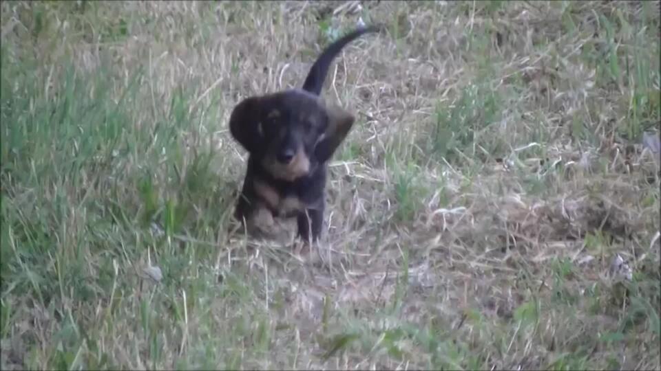 Video Jazvečík, teraz roztomilé šteniatko, ale v dospelosti výborný spoločník a poľovník