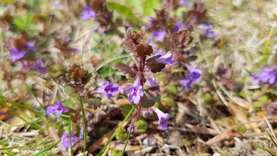 Zádušník brečtanovitý (Glechoma hederacea)