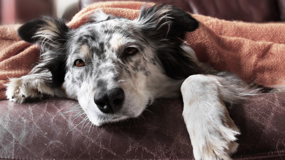 Border,Collie,/,Australian,Shepherd,Dog,On,Couch,Under,Blanket