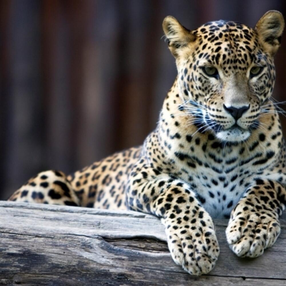 Leopard