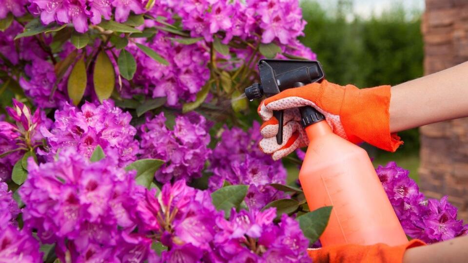 Rododendrony postrekujte už od mája.