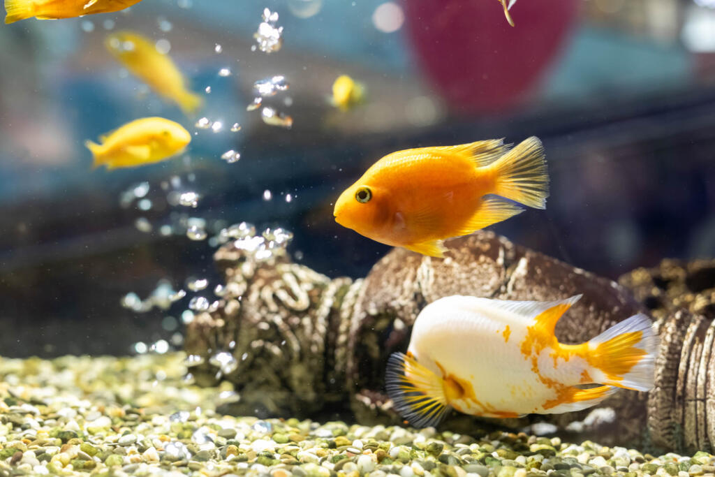 Goldfish,In,The,Aquarium.,Air,Bubbles,In,The,Background.,Selective
