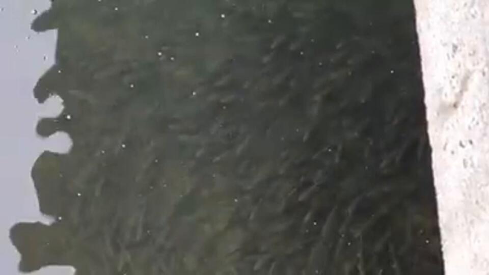 Chrániť zimoviská rýb má bez pochýb svoj význam a zmysel!