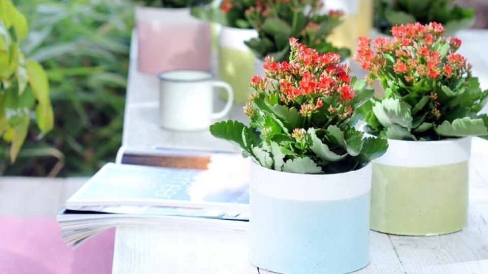 Kalanchoe blossfeldiana