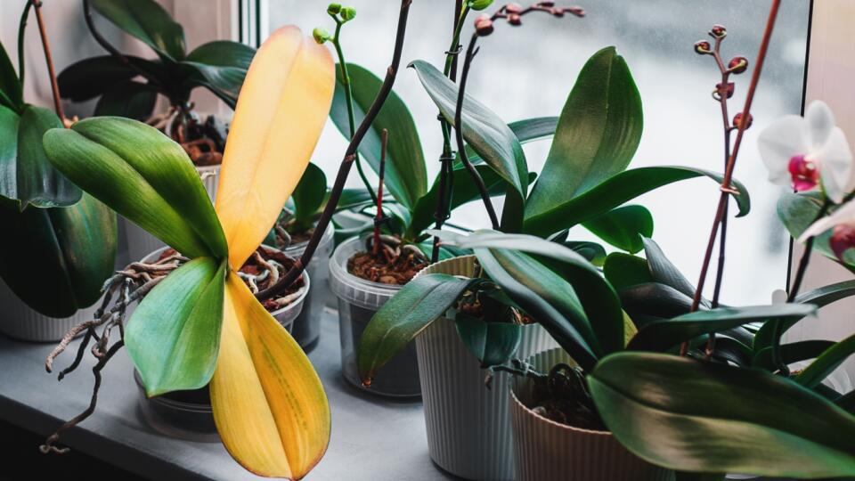 Žlté listy na orchideách môžu mať rôznu príčinu a určiť ju správne vyžaduje lepšie poznanie príznakov. Vo väčšine prípadov však stačí zlepšiť pestovateľské podmienky.