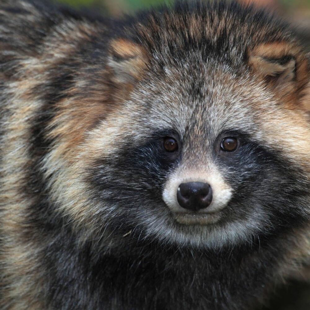 Psík medvedíkovitý (Nyctereutes procyonoides)