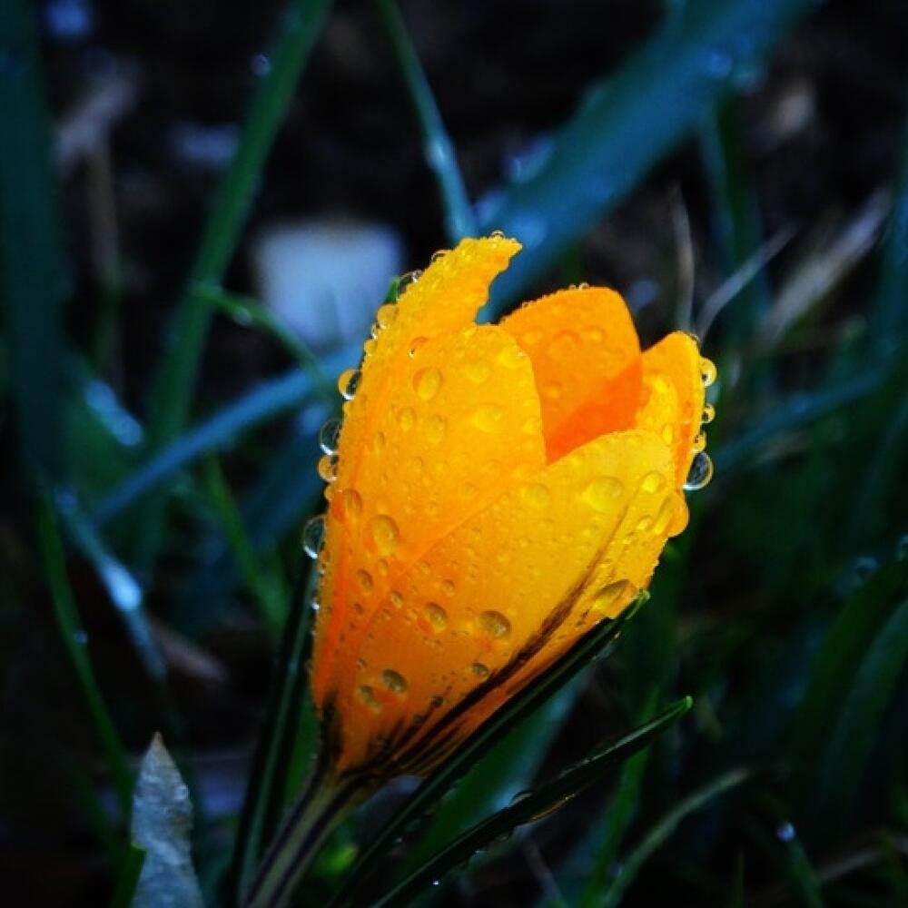 Krokus
