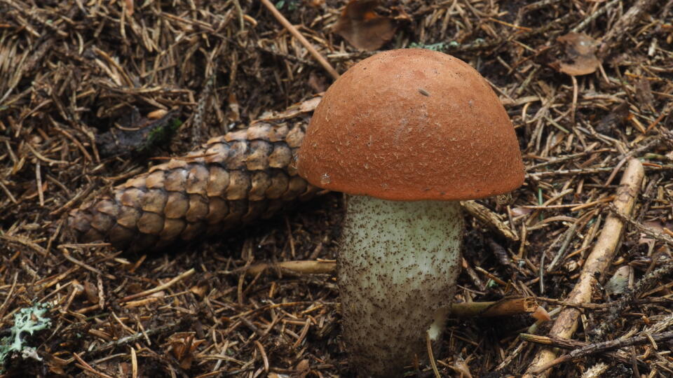 Na sušenie sa hodí aj kozák smrekový (Leccinum piceinum).