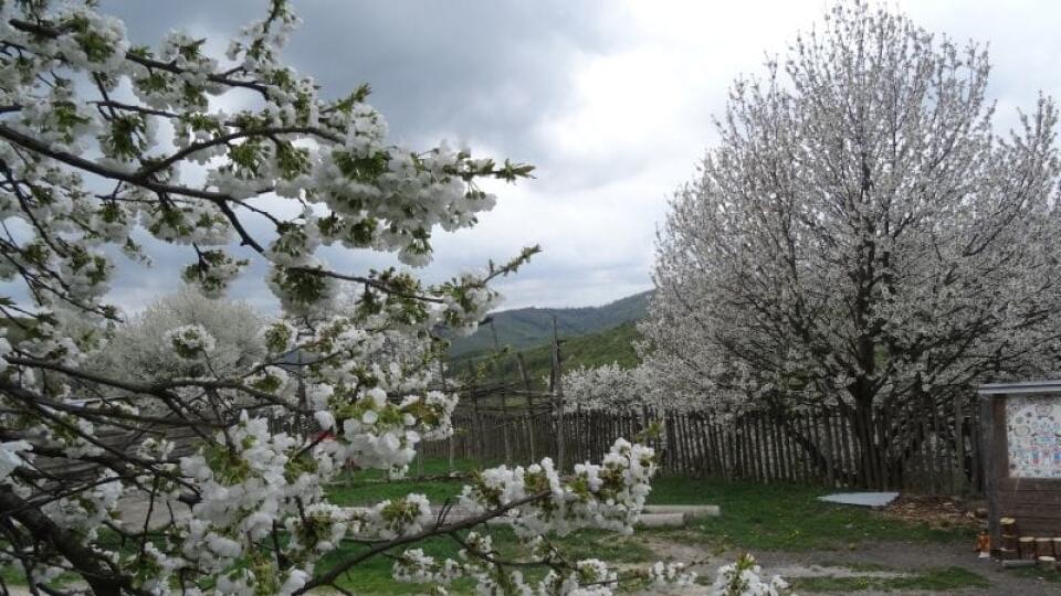 Turistov lákajú na čerešne.