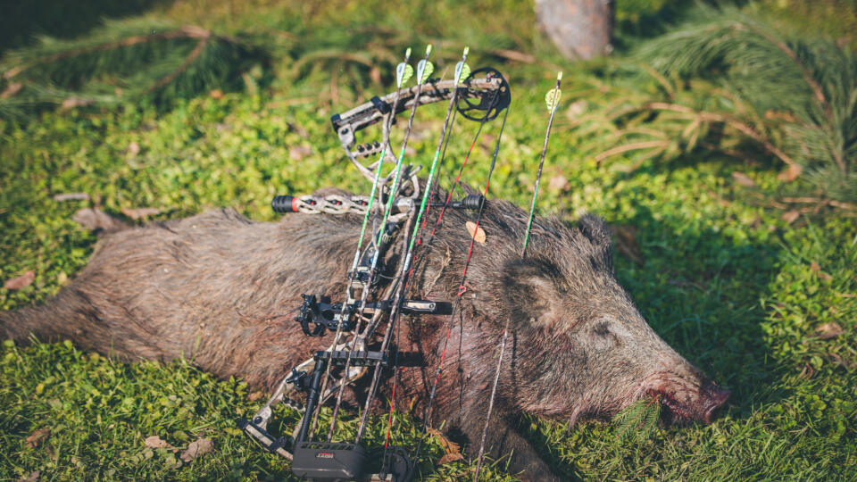 Účinným spôsobom lovu diviakov je aj poľovnícka lukostreľba