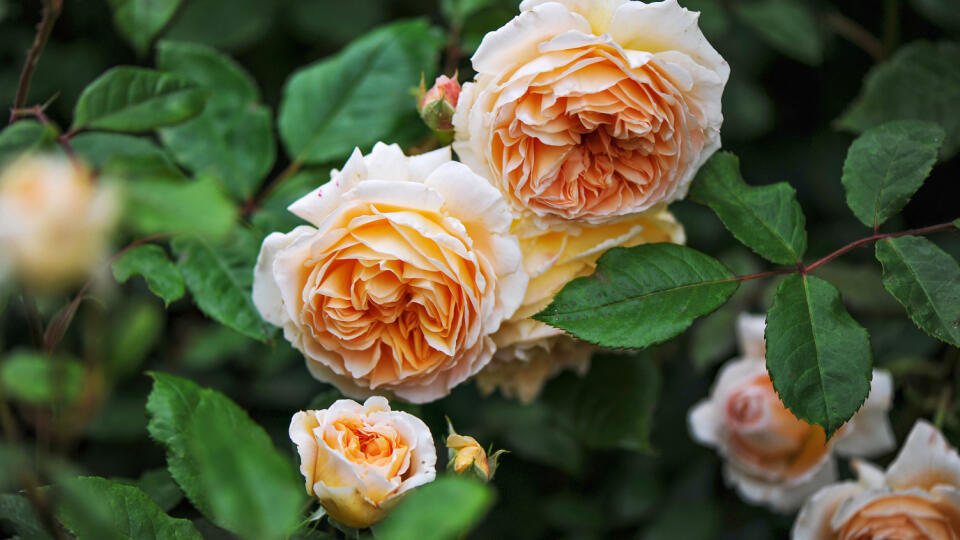 Anglická ruža ‘Crown Princess Margareta’