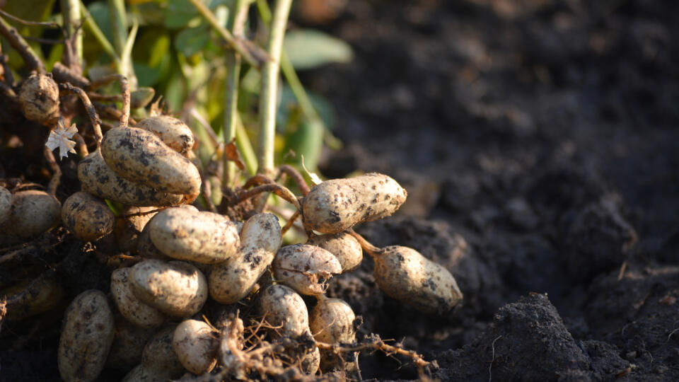 Fresh,Peanuts,Plants,With,Roots