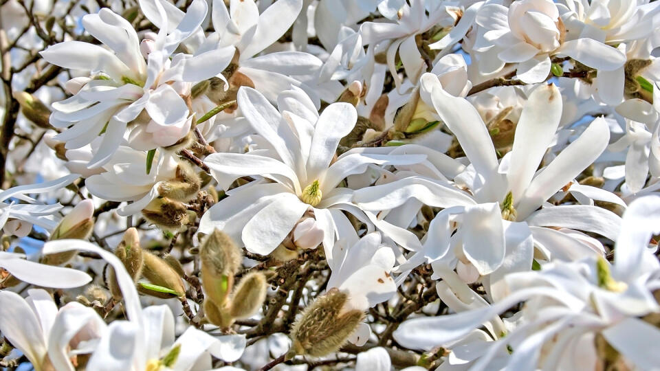 Magnólia hviezdokvetá (M. stellata)