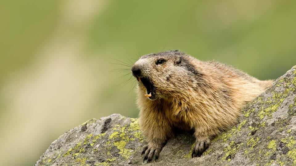Svišť vrchovský (Marmota marmota)