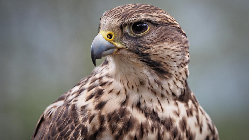 Portrait,Of,A,Saker,Falcon,,Sideview,,Falco,Cherrug