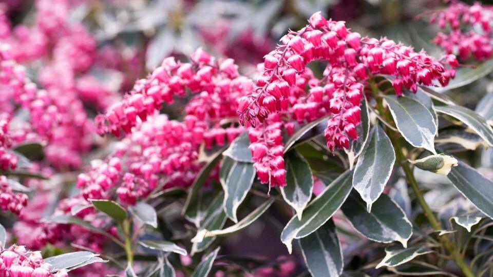 Pieris japonica &#39;Ralto&#39;