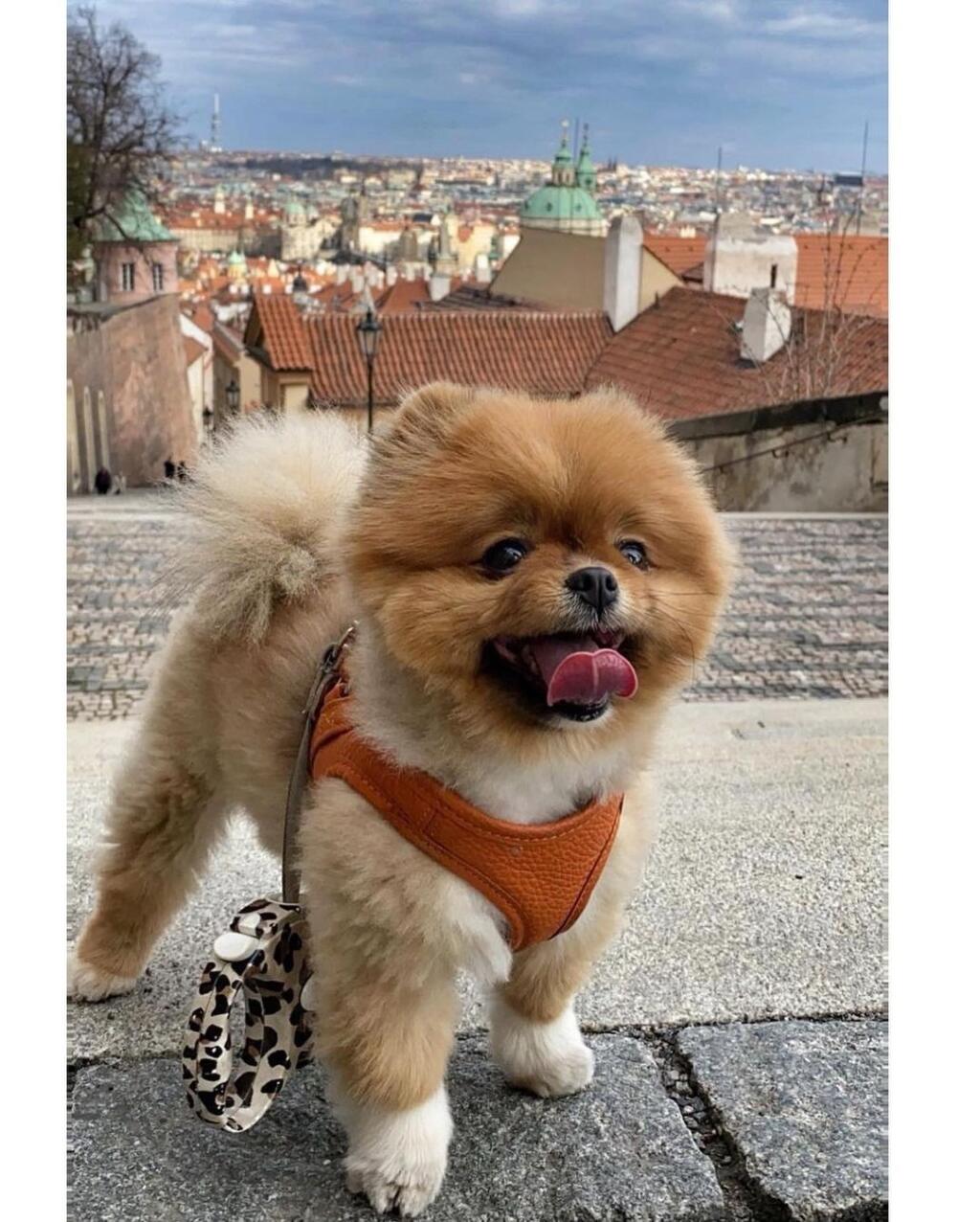 Dara Rolins sa pochválila fotkou psíka Foxy