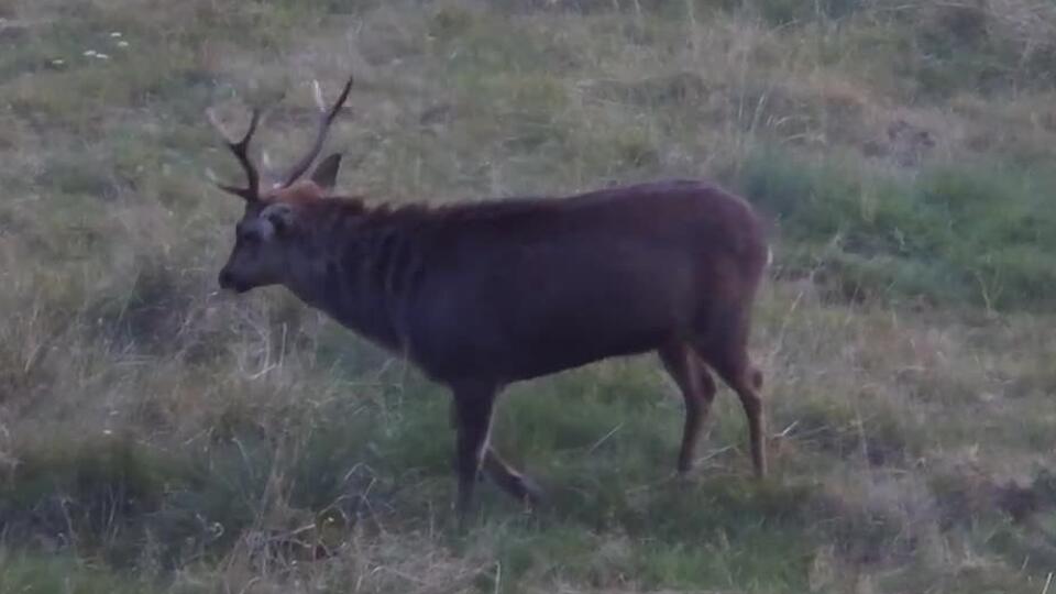 Ázijským jeleňom sa v Česku darí, takto sa ozývajú počas ruje