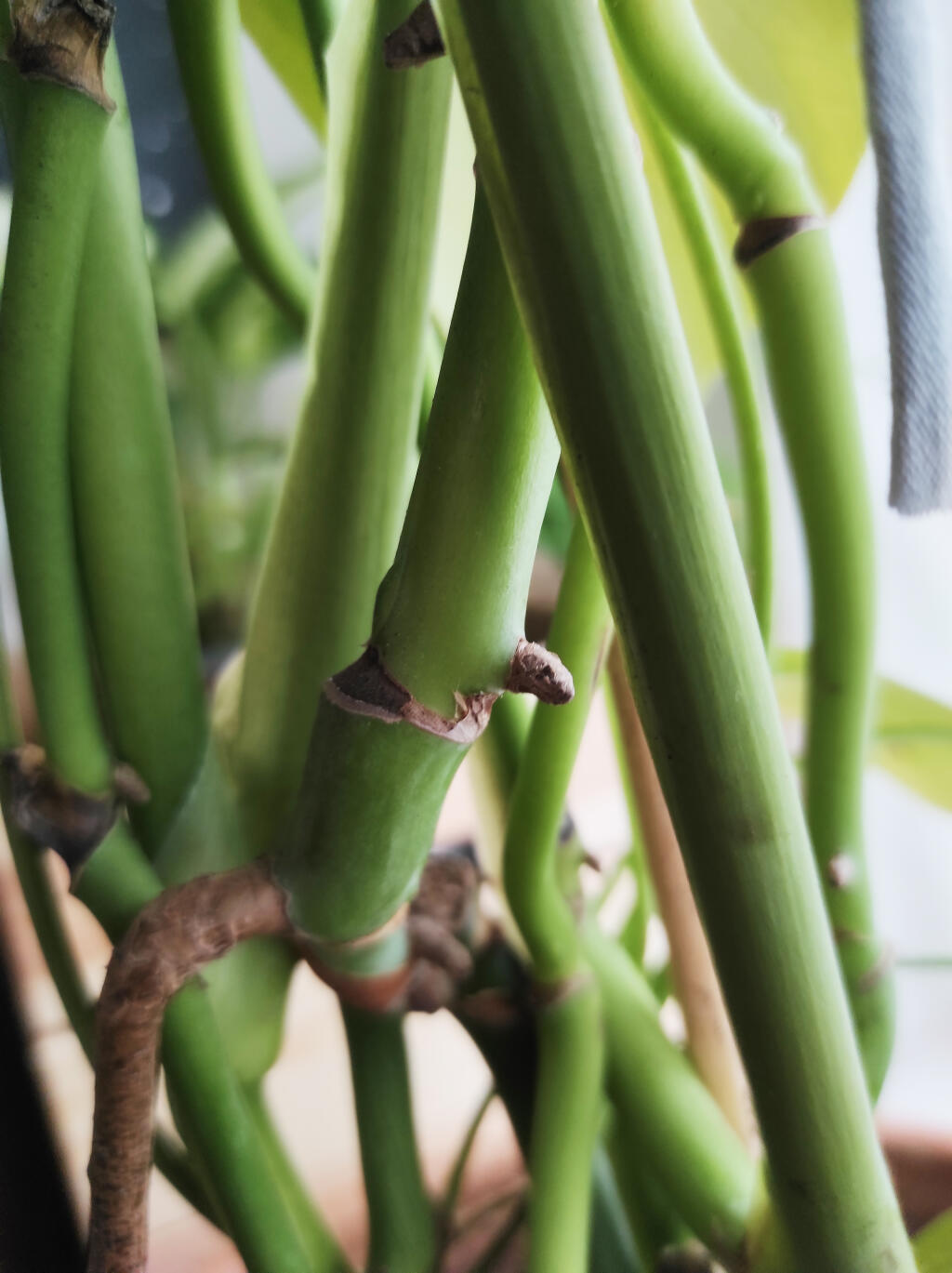 Monstera má vzdušné korene, dbajte na to, aby ste rez vykonali pod týmto koreňom. Ľahšie sa uchytí.