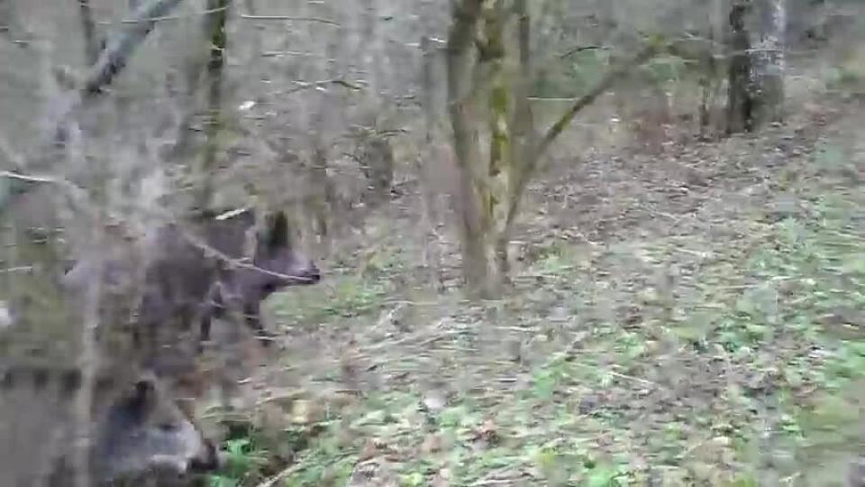 Vlčiak verzus diviaky: Dramatická potýčka na lesnom chodníku